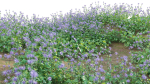 Eryngium alpinum - Sea Holly