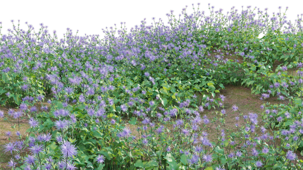 Eryngium alpinum - Sea Holly