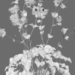 Eryngium alpinum - Sea Holly