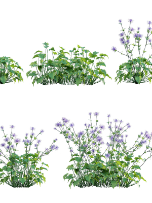 Eryngium alpinum - Sea Holly