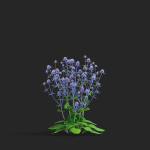Eryngium planum flower