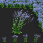 Eryngium planum flower