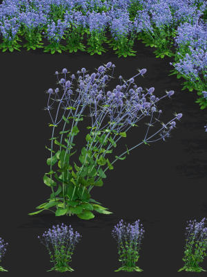 Eryngium planum flower