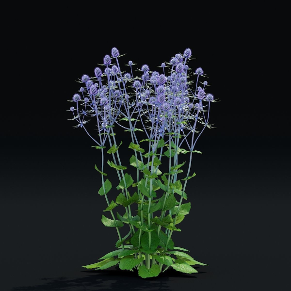 Eryngium planum flower