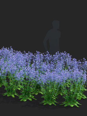 eryngium-planum-flower-3d-model-74fa4e9c1a