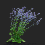 Eryngium planum flower