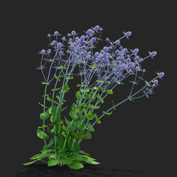 Eryngium planum flower