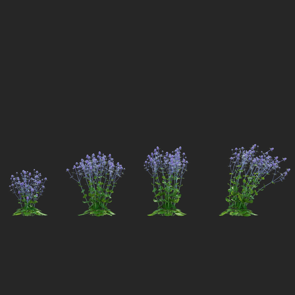 Eryngium planum flower