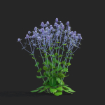 Eryngium planum flower