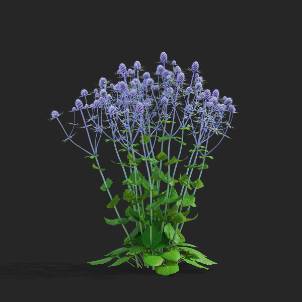 Eryngium planum flower