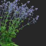 Eryngium planum flower