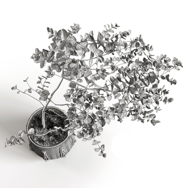Eucalyptus
