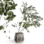 Eucalyptus