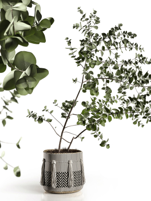 Eucalyptus