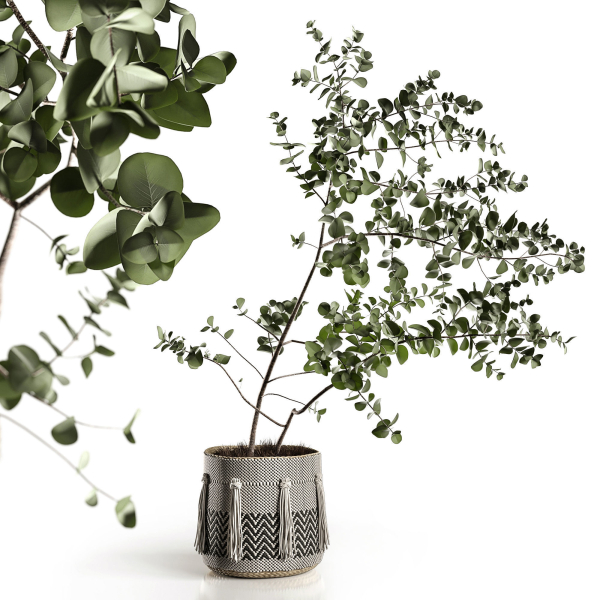 Eucalyptus