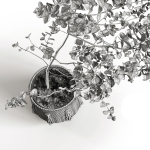 Eucalyptus