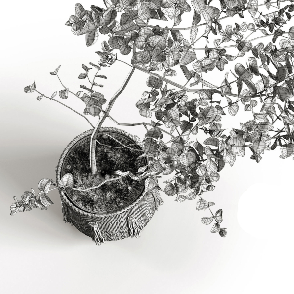 Eucalyptus