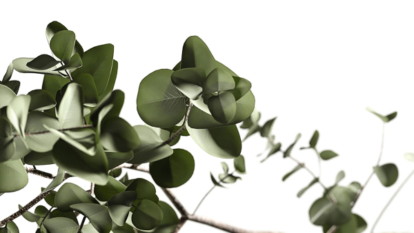 Eucalyptus