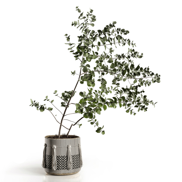 Eucalyptus