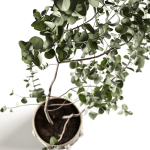 Eucalyptus
