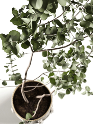 eucalyptus-3d-model-a395a5d76a