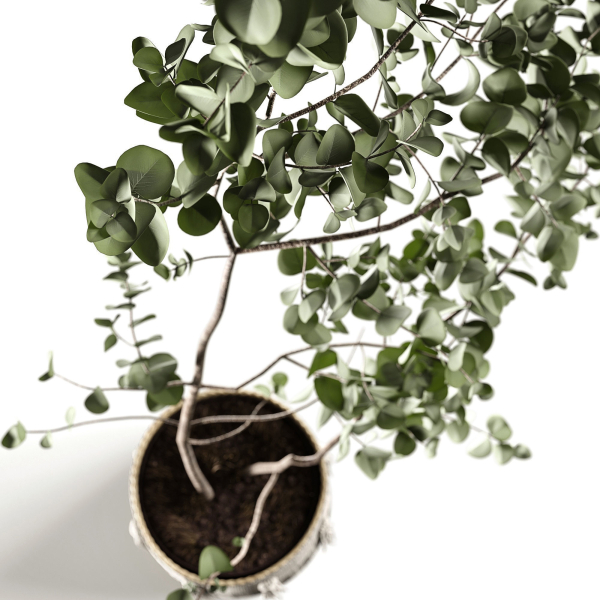 Eucalyptus