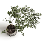 Eucalyptus