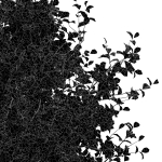 Eucalyptus and Bush Leaf