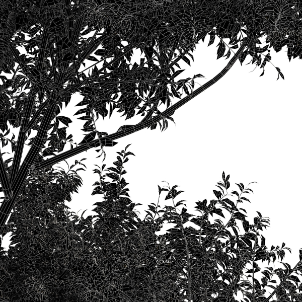 Eucalyptus and Bush Leaf