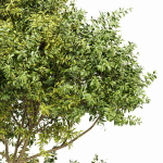 Eucalyptus and Bush Leaf