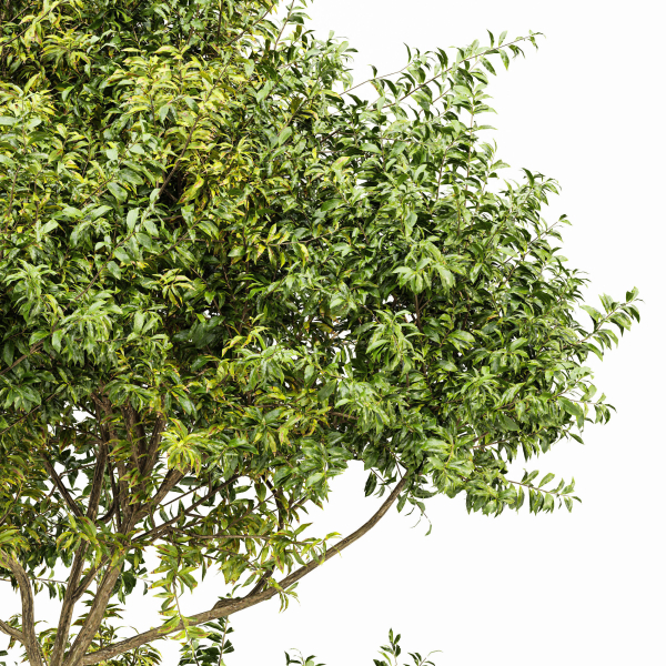 Eucalyptus and Bush Leaf