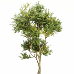 Eucalyptus and Bush Leaf