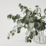 Eucalyptus bouquet