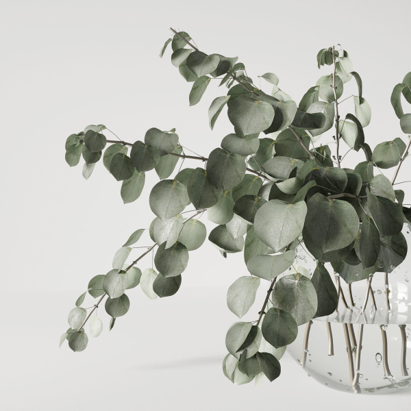 Eucalyptus bouquet