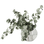 Eucalyptus bouquet