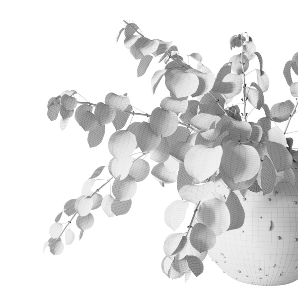 Eucalyptus bouquet