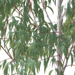 Eucalyptus Pauciflora