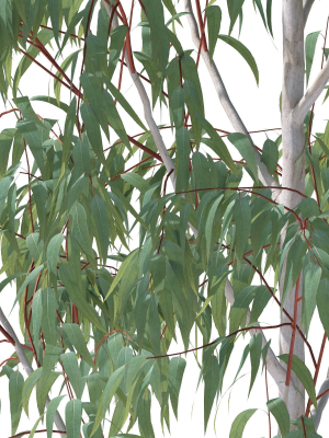 eucalyptus-pauciflora-3d-model-max-obj-fbx