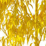 Eucalyptus Pauciflora