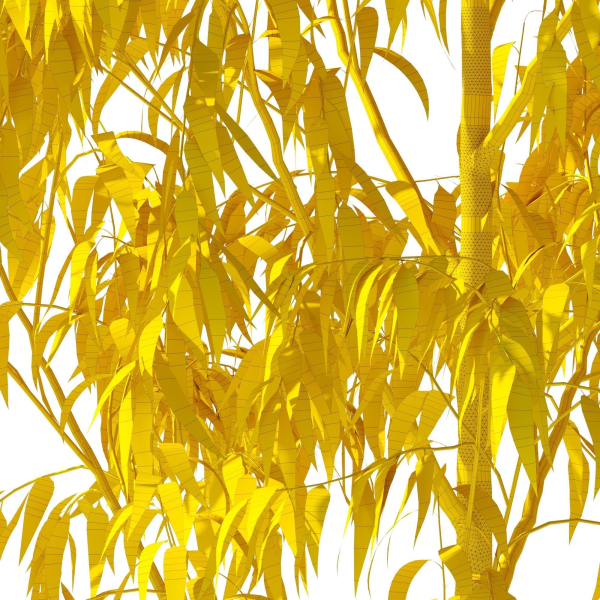 Eucalyptus Pauciflora