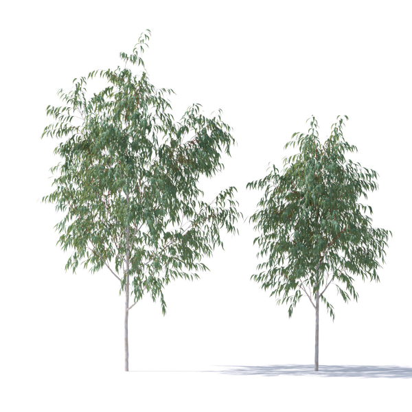 Eucalyptus Pauciflora