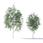 Eucalyptus Pauciflora