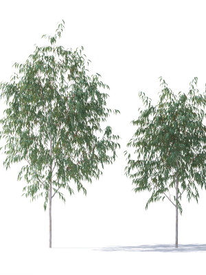 Eucalyptus Pauciflora