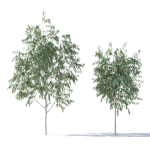 Eucalyptus Pauciflora