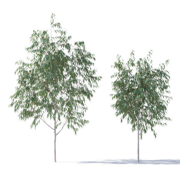 Eucalyptus Pauciflora