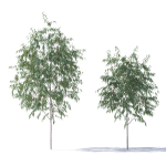 Eucalyptus Pauciflora