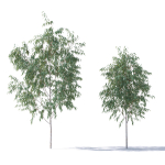 Eucalyptus Pauciflora