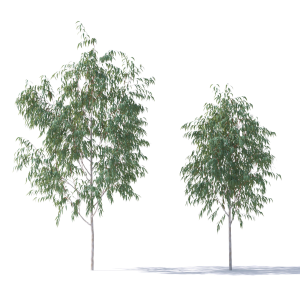 Eucalyptus Pauciflora