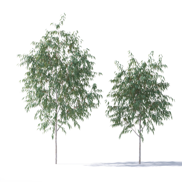 Eucalyptus Pauciflora