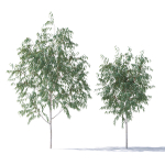 Eucalyptus Pauciflora